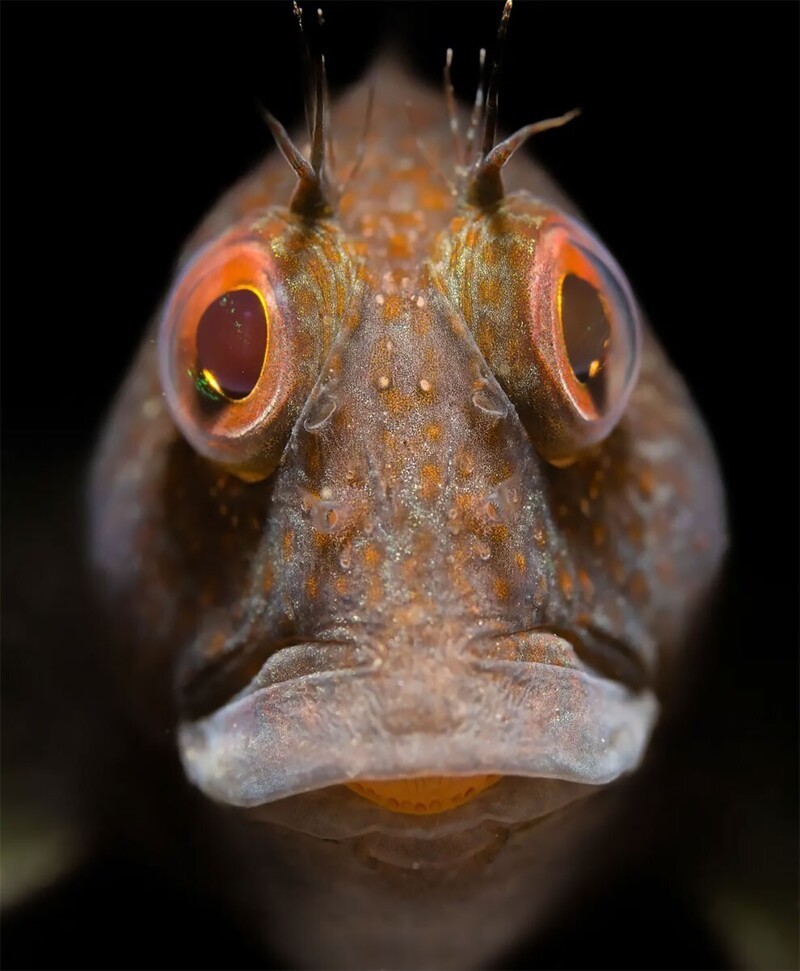 Портрет изменчивой саблезубой морской собачки. Малкольм Ниммо, Великобритания. Снято в Плимут-Саунд, Англия