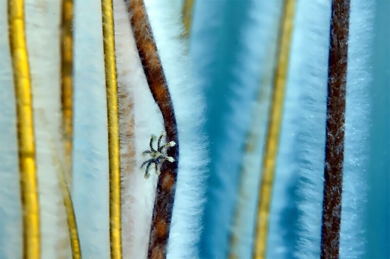 Ставромедуза на водорослях. Алекс Таттерсолл, Великобритания. Снято в заливе Киммеридж, Дорсет, Англия