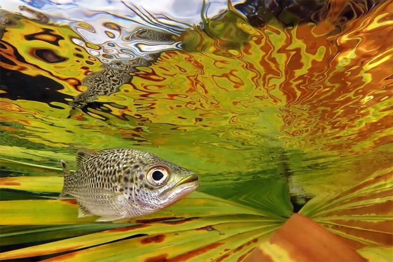 Рупестрис (Kuhlia Rupestris) у поверхности. Джек Бертомье (Новая Каледония). Снято на реке Уэнги, Новая Каледония