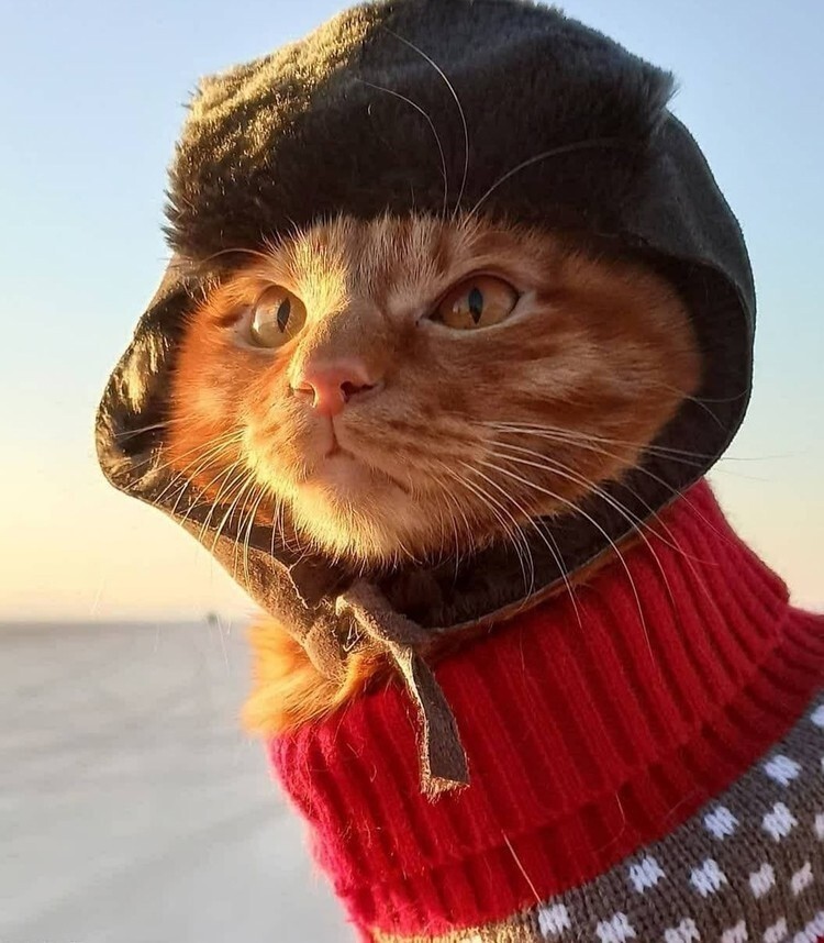 Рыжий кот Симба в шапке-ушанке, сопровождающий хозяина на рыбалке, умилил соцсети!
