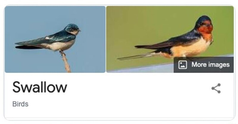 Swallow с английского - "глотай", а вообще это ласточка