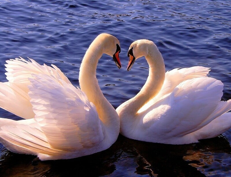 Картинки лебеди на озере любовь (61 фото) » Картинки и статусы про окружающий мир вокруг