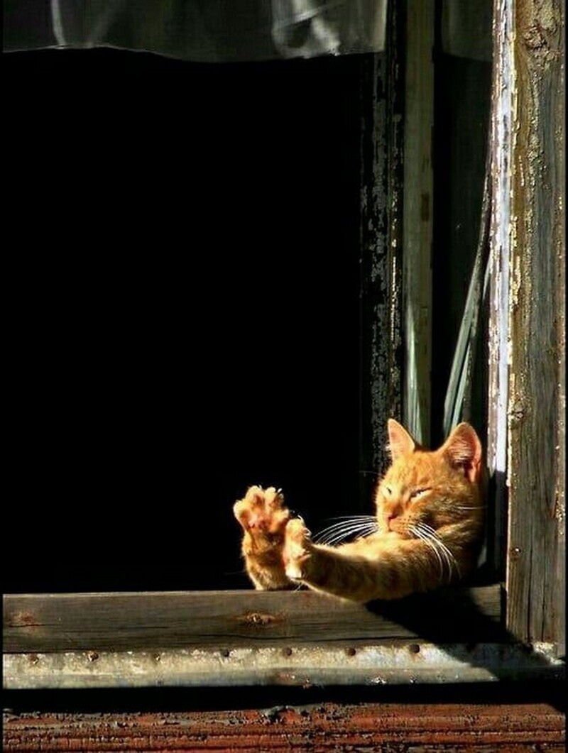 Котенок на солнце