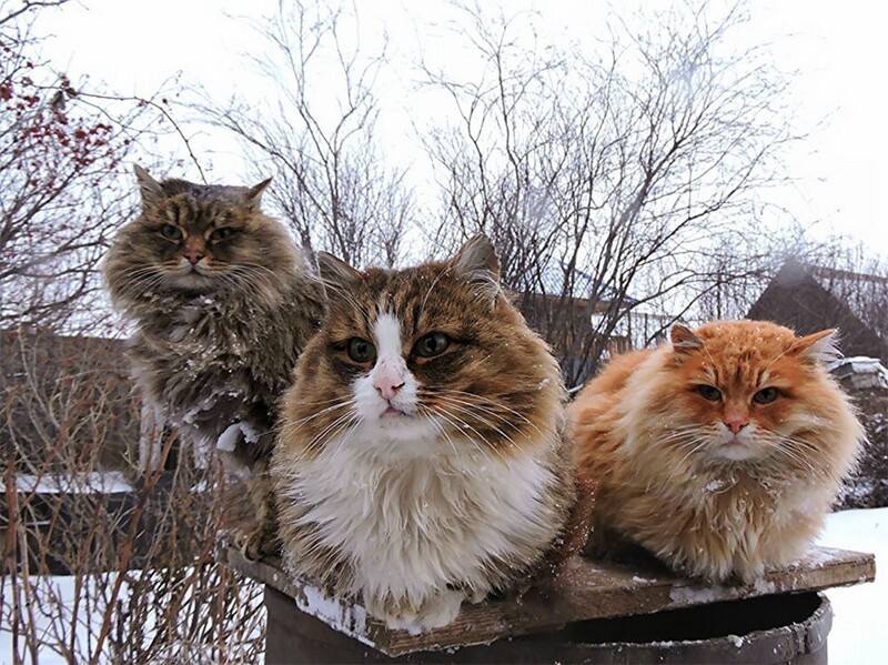 Сибирские кошки ждут весну в чудесных фотографиях фермера Аллы Лебедевой