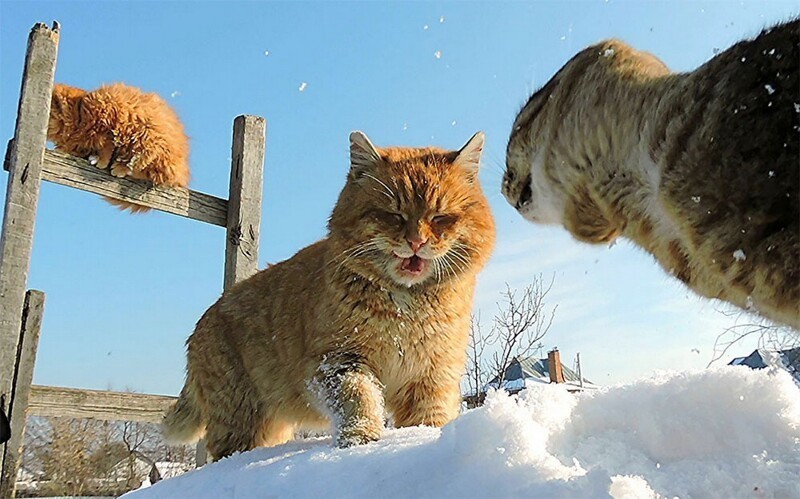 Сибирские кошки ждут весну в чудесных фотографиях фермера Аллы Лебедевой
