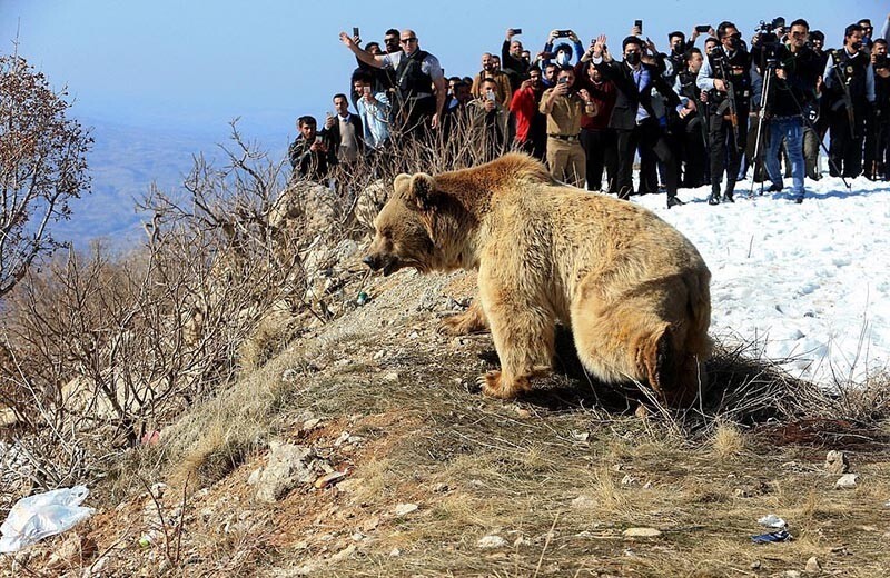 В Ираке медведи напали на людей