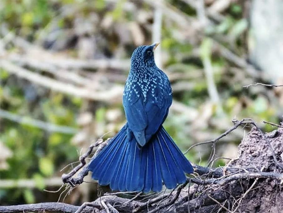 Синяя птица памира. Синий Дрозд аджир. Синяя птица Дрозд птица. Синяя птица лиловый Дрозд. Синяя птица из Тянь Шаня.