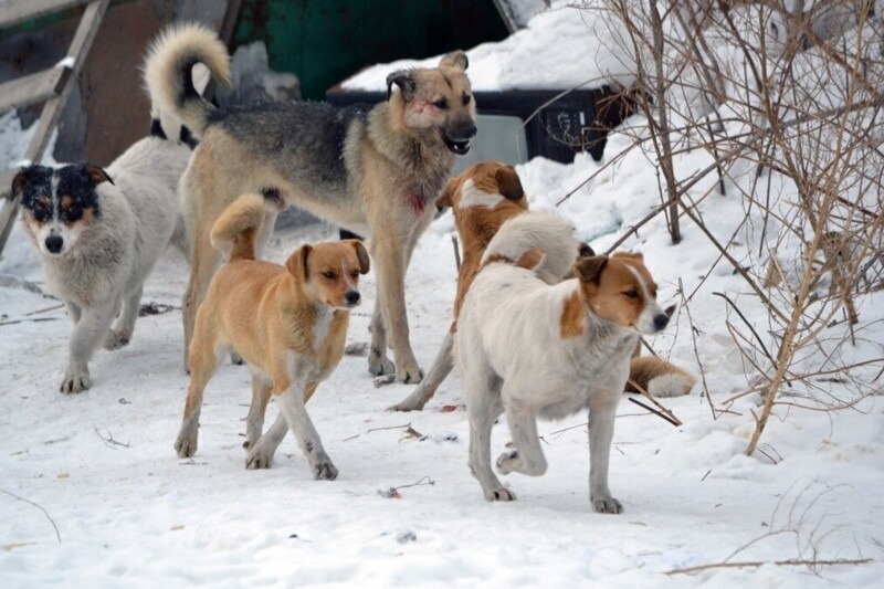 Житель Иркутска на авто протаранил стаю одичавших собак, набросившихся на девочку