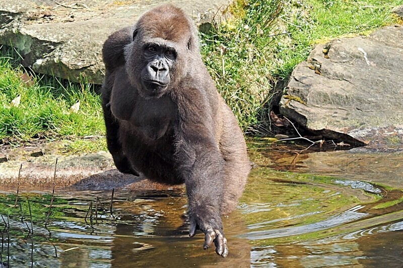 6 интересных фактов из жизни крупнейших обезьян