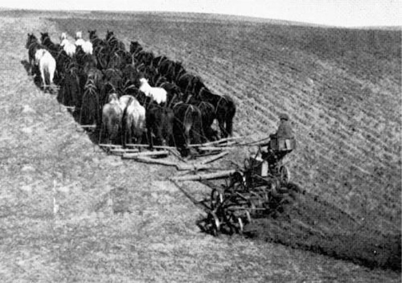 Тридцать лошадей тянут 9-нижний отвала плуга вблизи Ионе, OR, в марте 1924 г.