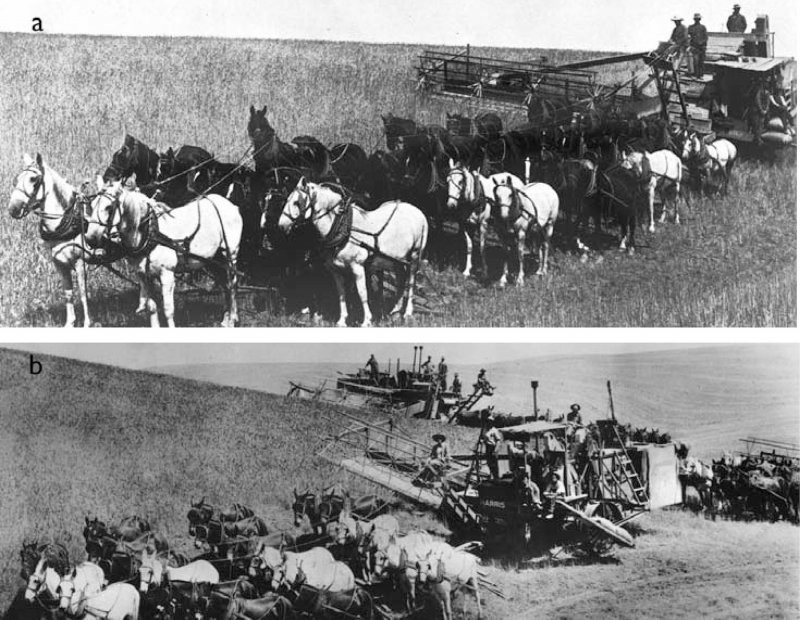 Наземный комбайн на конной тяге серьезно заменил стационарную молотилку  примерно в 1910 году. Для более крупных машин с 6-метровыми жатками требовалась команда из четырех-шести человек и от 27 до 34 лошадей или мулов