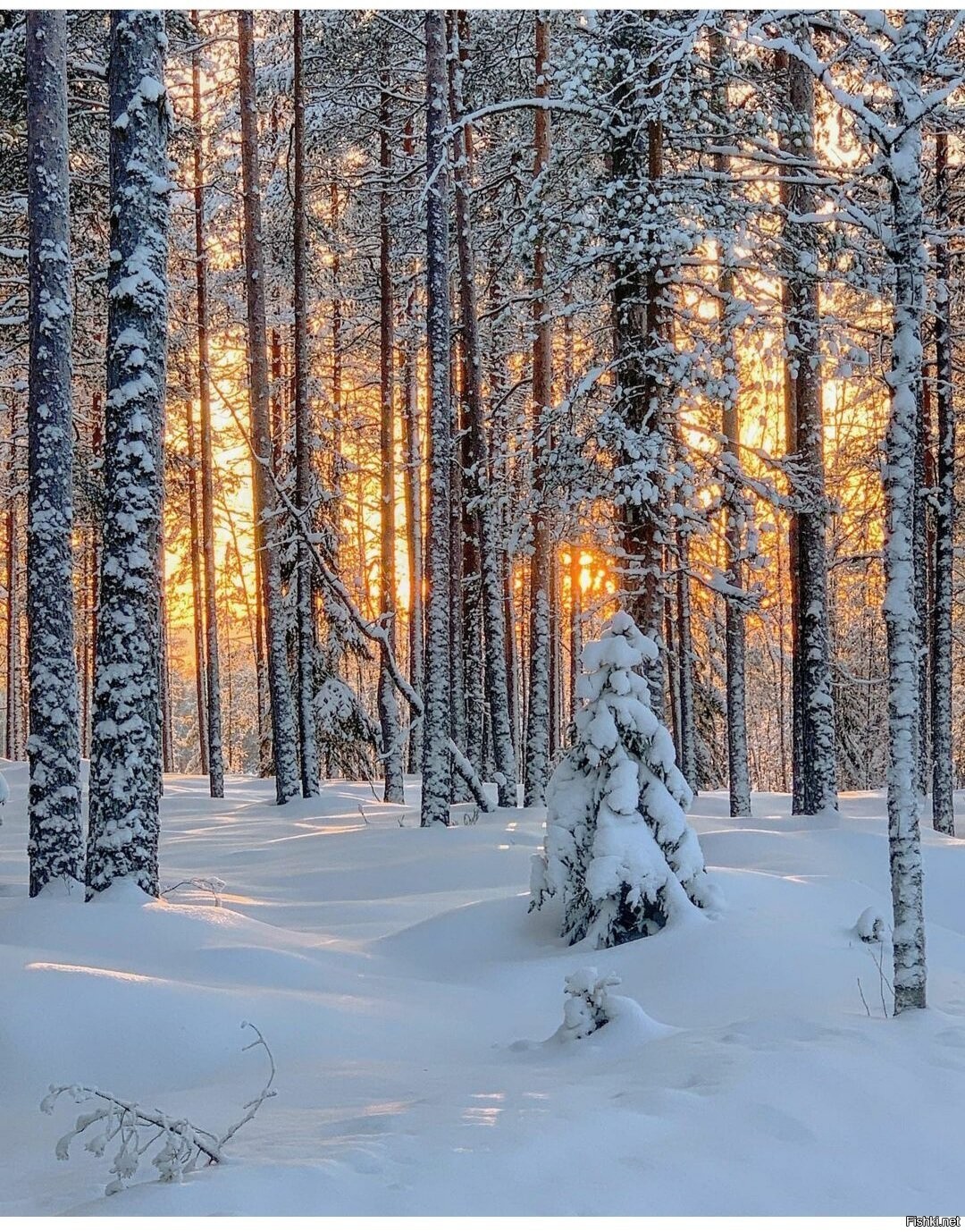 Зимний лес