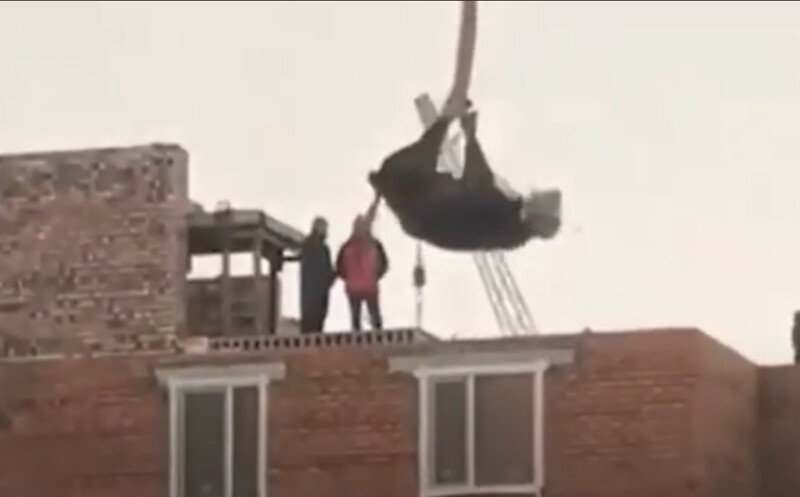 Чтобы дом стоял крепче: в столице Казахстана корову подняли краном на 7-этажное здание