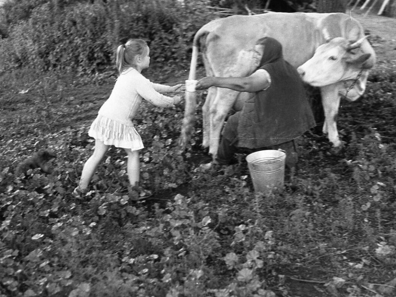 Парное молоко у бабушки в деревне