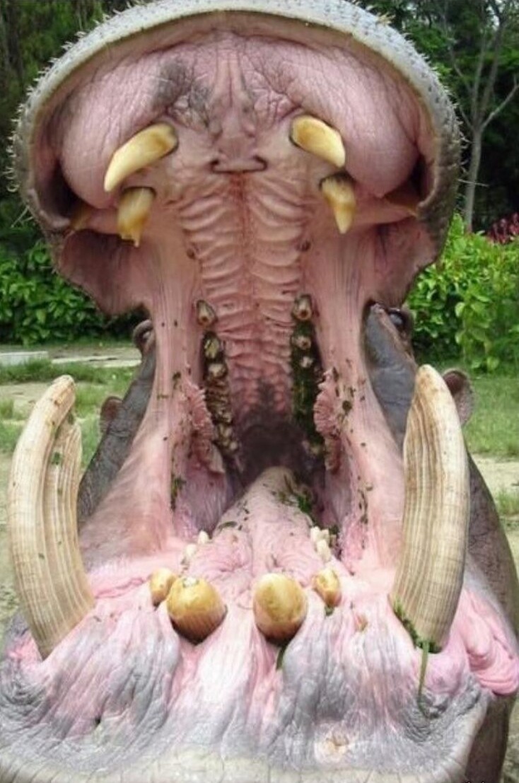 Сколько зубов у бегемота фото
