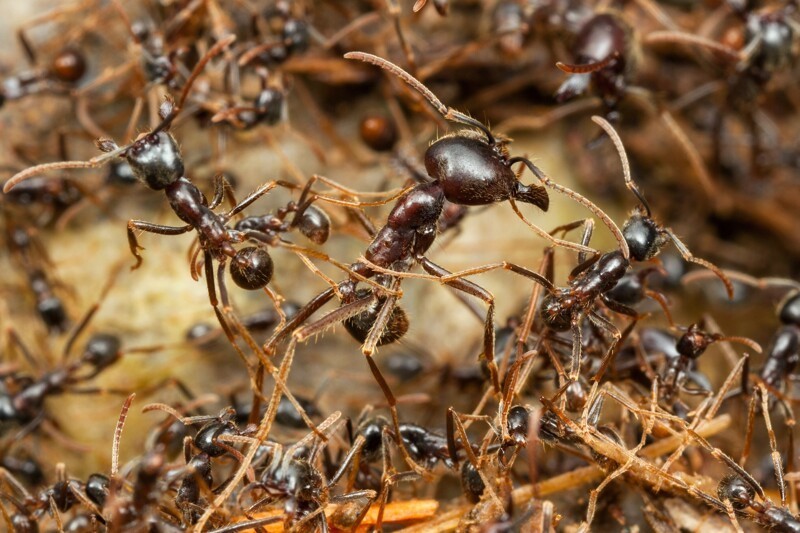 7. Вес всех муравьев на Земле больше, чем вес всех людей