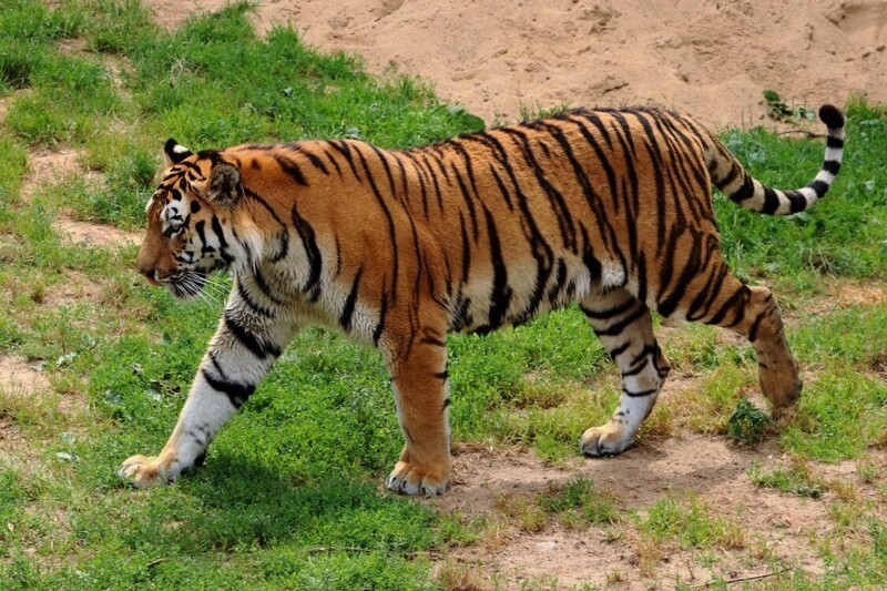 16. Полосы тигра похожи на отпечатки пальцев, и нет двух одинаковых полосатых узоров