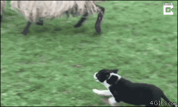 ja10-funny-gif-277-puppy-tries-to-herd-sheep.gif