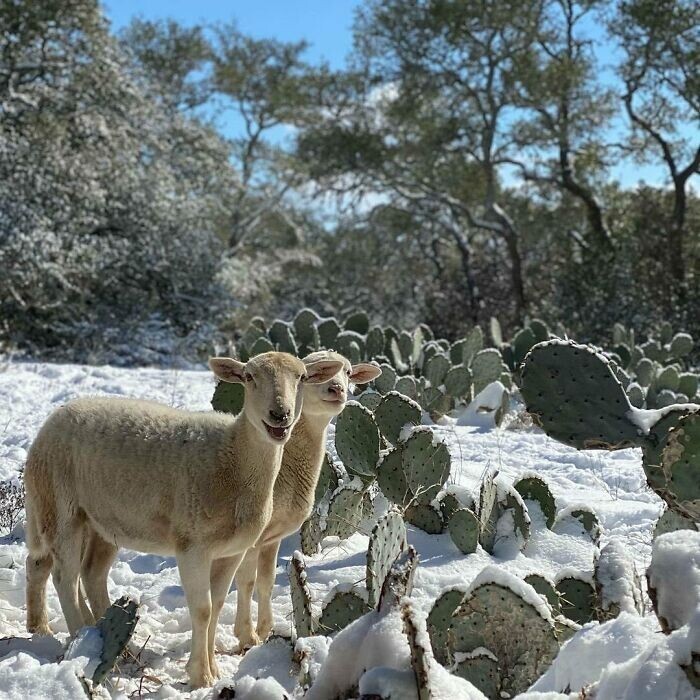 31. Техасским фермерам сейчас непросто - нужно заботиться и о животных, и о растениях, для которых мороз может быть губителен