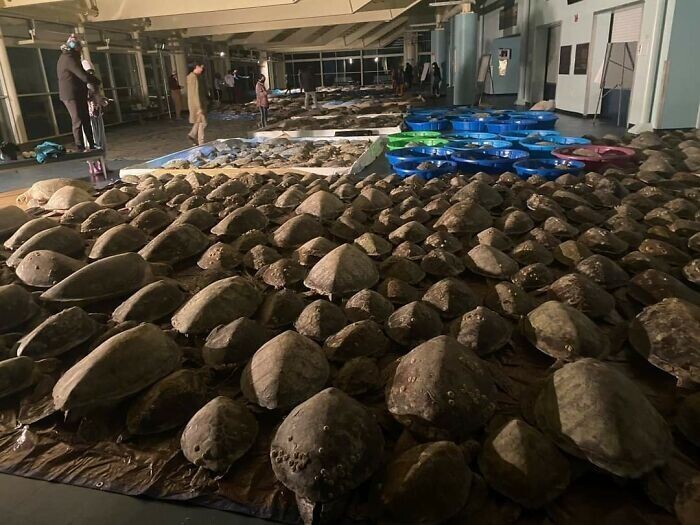 15. Спасение морских черепах на Южном острове Падре (округ Камерон, штат Техас). Спасено уже 1500 черепах... но их нечем согреть