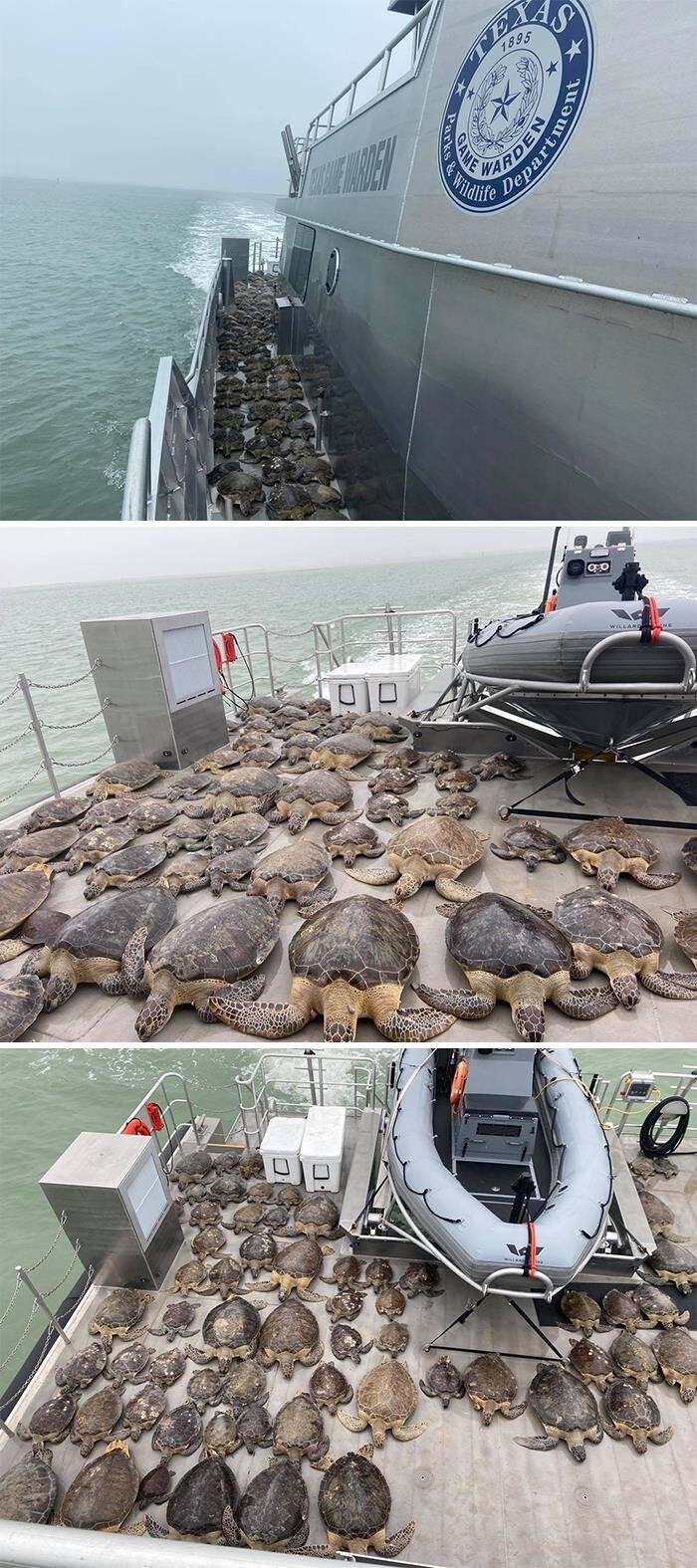1. Техасский морской патруль спас 141 морскую черепаху из холодных вод Корабельного канала Браунсвилля и окружающих заливов