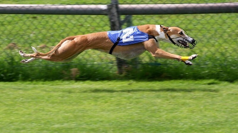 Грейхаунд - самая быстрая порода собак, способная бежать со скоростью до 72 км/ч