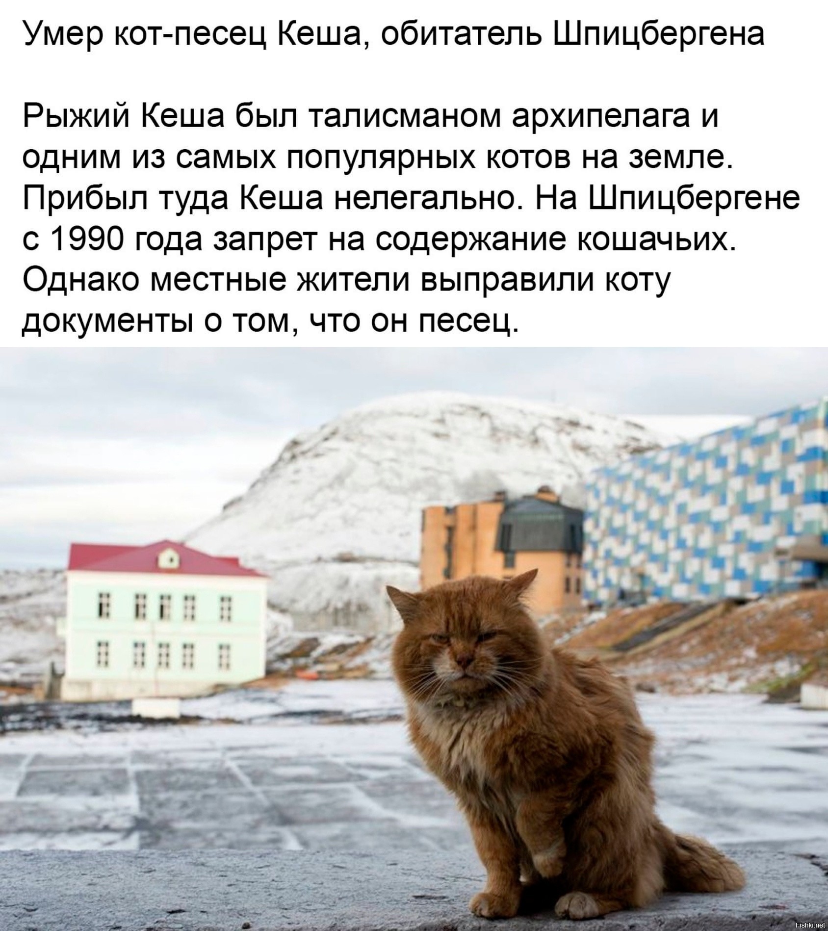 Почему на шпицбергене запрещены кошки. Кеша на шпицбергене единственный кот. кот песец кеша обитатель шпицбергена. рыжий кот кеша.