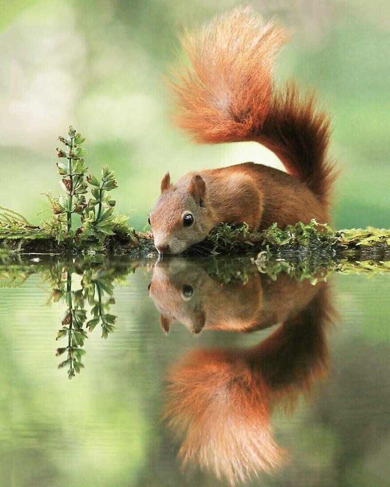 Чудо природы: удивительные снимки диких животных в лесах Австрии