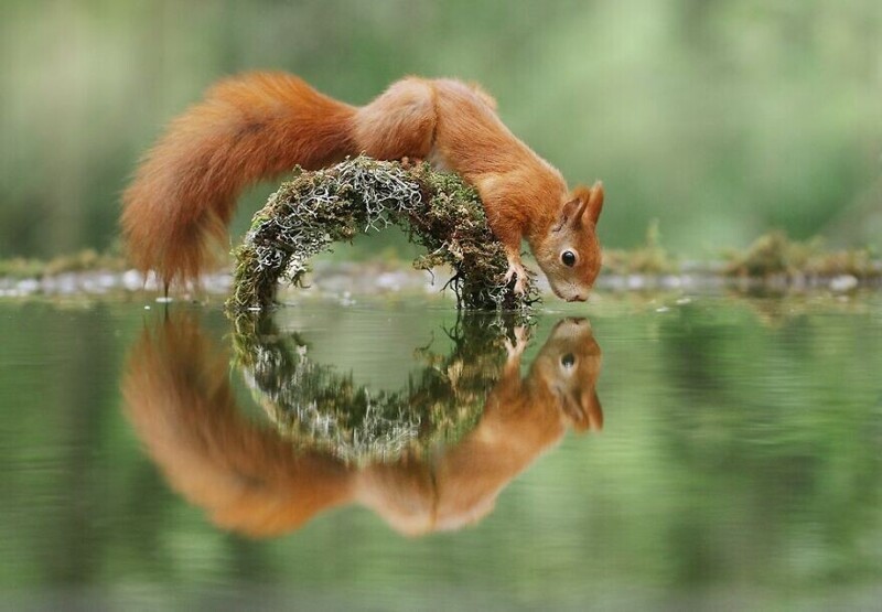 Чудо природы: удивительные снимки диких животных в лесах Австрии