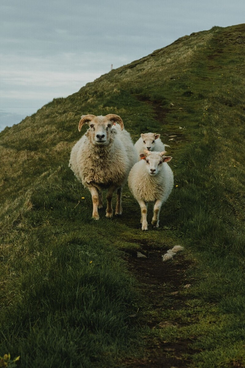 20. Семейка овец на островах Вестмана