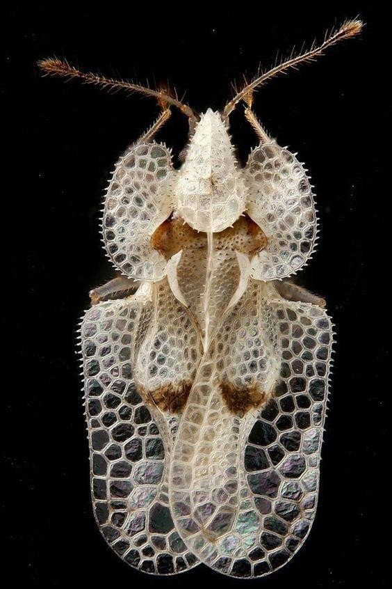 Tingidae - это семейство очень маленьких (0,08–0,39 дюйма) насекомых из отряда Hemiptera, которых обычно называют кружевными жуками