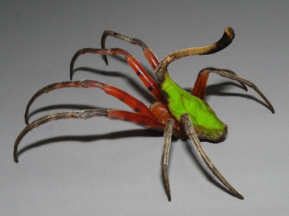 Poltys acuminatus - паук-ткач