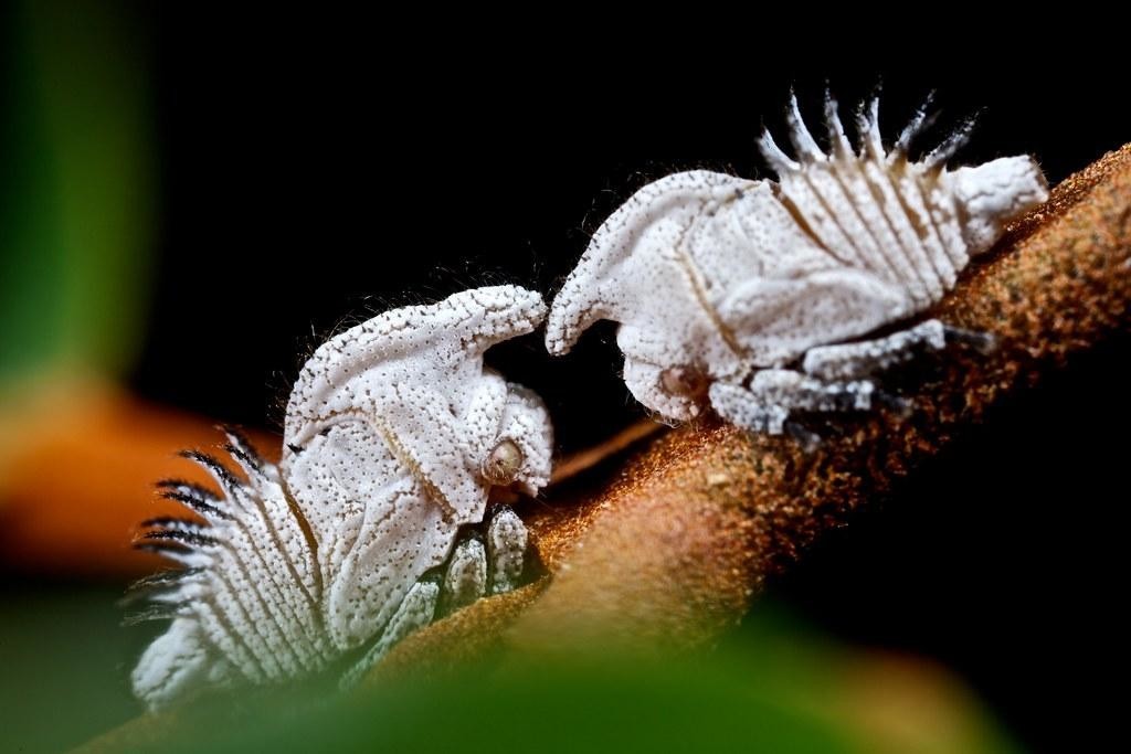 Treehopper nymphs (Membracidae) - цикада "Лесная нимфа"