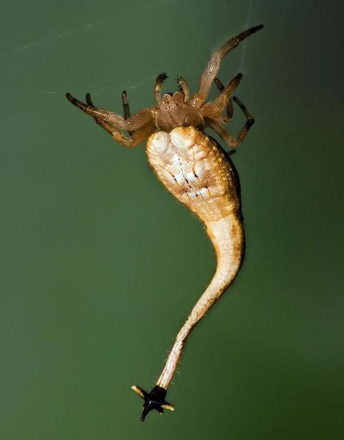 Паук-скорпион
