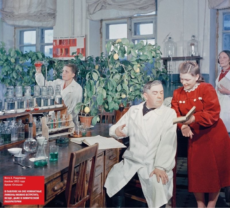 Павловские лимоны. Фото А. Рощупкина, 1952 год.