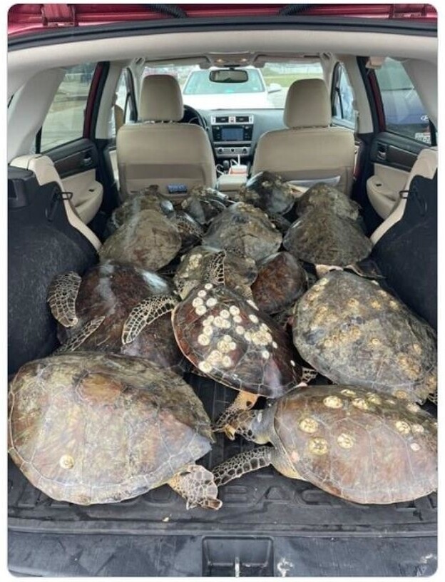 Жители Техаса спасли более 4 000 замерзших морских черепах