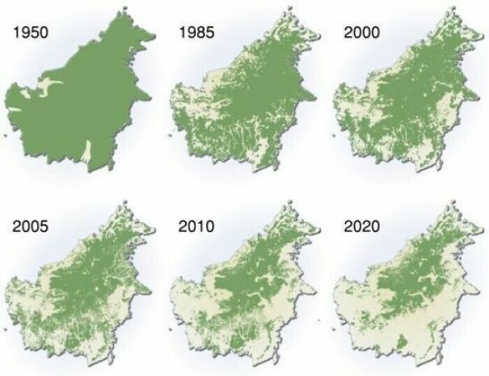 Уничтожение лесов на Борнео, 1950 - 2020