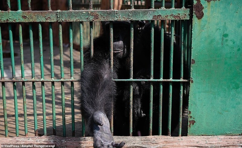 Посетителей шокировал зоопарк Самутпракан в Таиланде