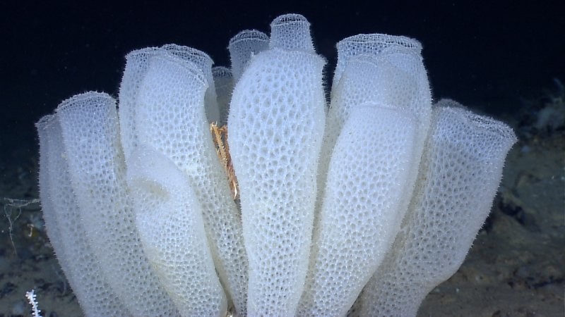Цветочная корзина Венеры является стеклянной губкой Porifera