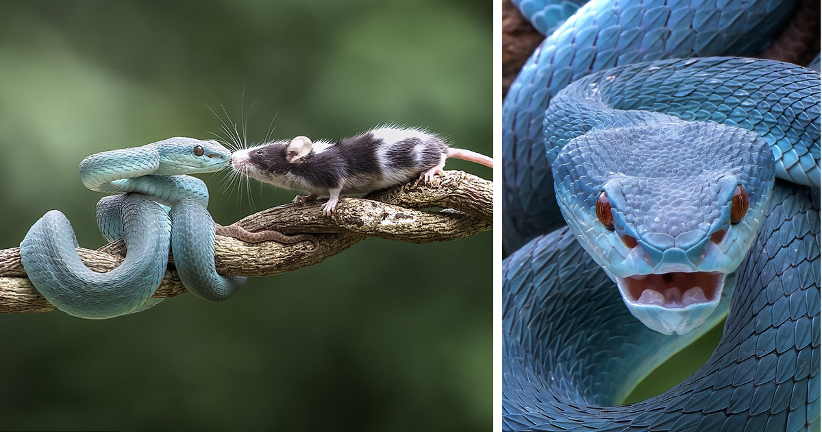Добром это не кончится: встреча мыши с роскошной голубой гадюкой