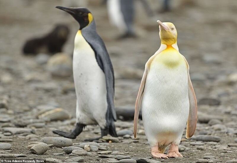 Не такой как все: в Атлантике засняли желтого пингвина 