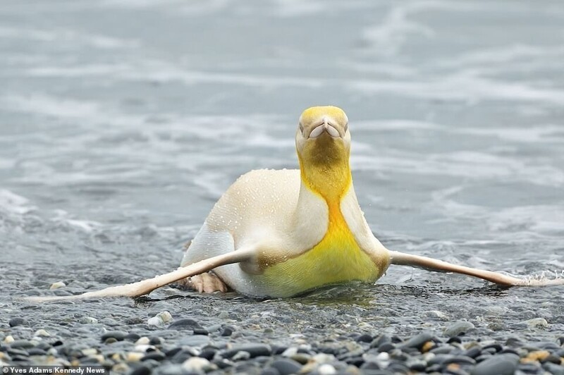 Не такой как все: в Атлантике засняли желтого пингвина 