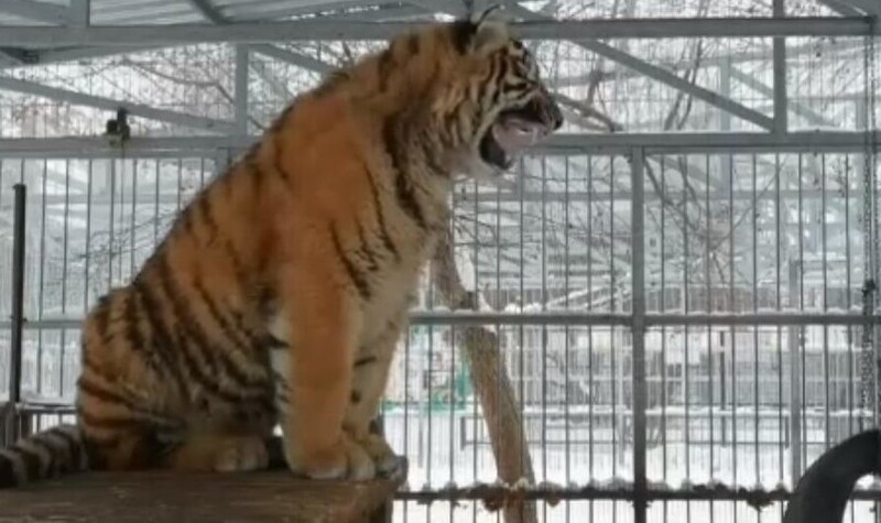 В российском зоопарке взошла "звезда": у тигрёнка прорезался звонкий голос, и он запел!