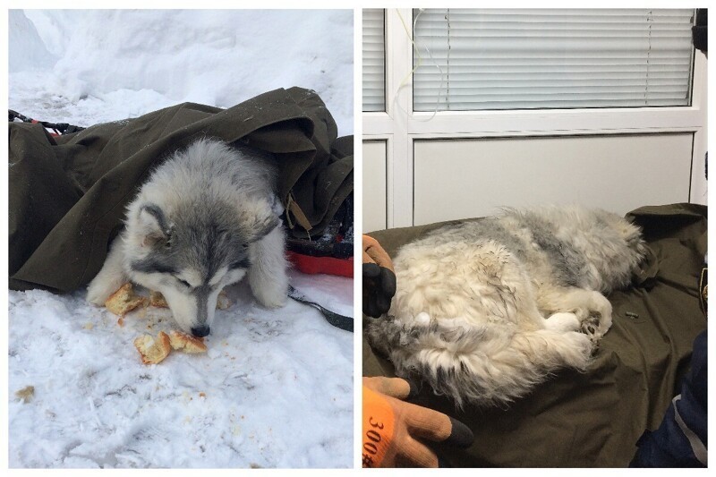 Собака чуть не погибла из-за снежного плена и сломанной лапы
