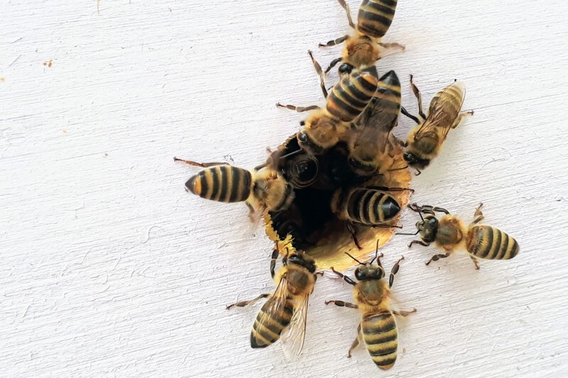 Медсестра Помогла Парню В Член Которого Ужалила Пчела Смотреть Скачать
