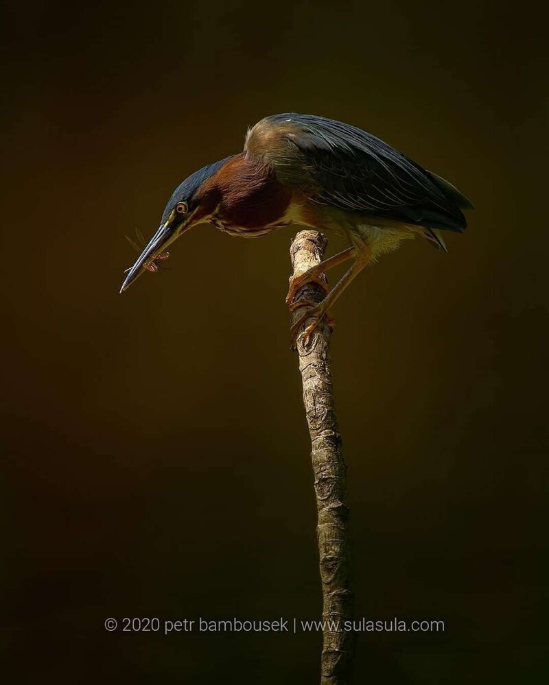 Животные и птицы на фотографиях Петра Бамбусека