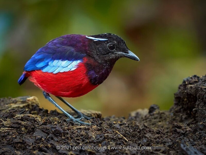 Животные и птицы на фотографиях Петра Бамбусека