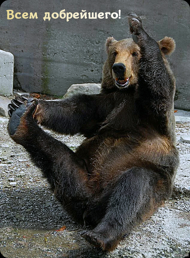 Почему медведь лапу. Мотиваторы. Смешной медведь. Неуклюжий медведь.
