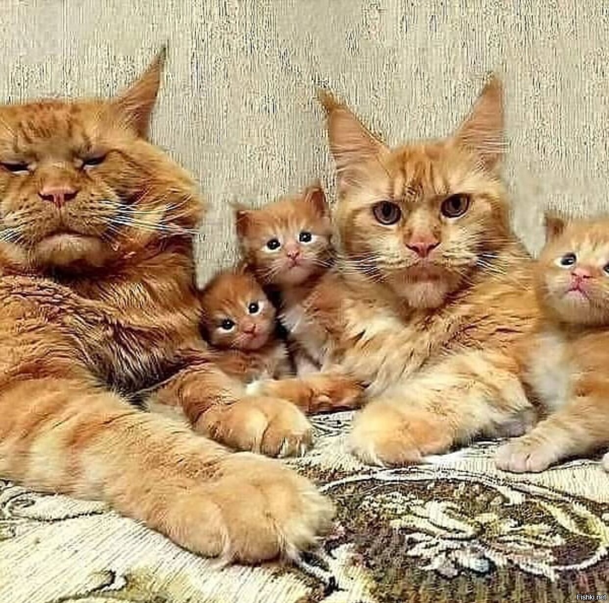 Кошачья семья