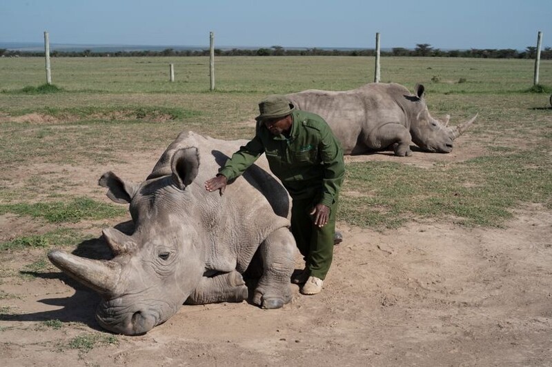 Последний шанс: ученые всеми силами пытаются спасти белых носорогов